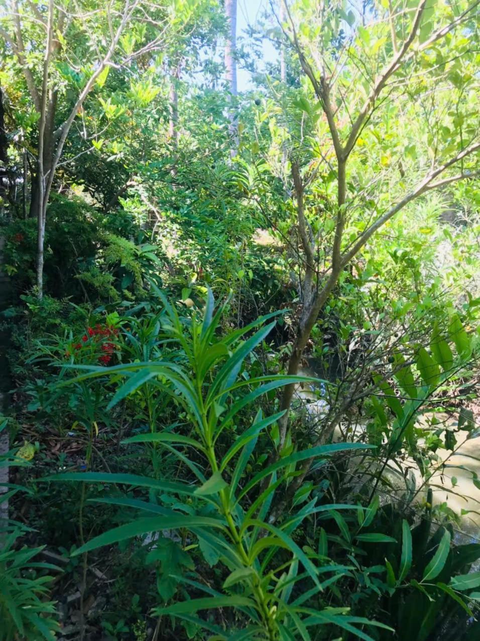 Ba Danh Homestay & Kitchen - Ben Tre Mekong Luaran gambar